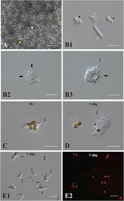 In vitro Symbiosis of Reef-Building Coral Cells With Photosynthetic Dinoflagellates